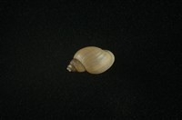 藏品(小椎實螺)的圖片